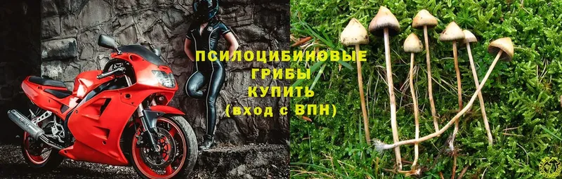 Псилоцибиновые грибы Psilocybine cubensis  даркнет сайт  Апрелевка 